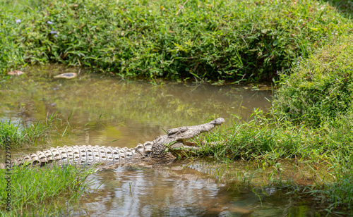 Nile Crocodile in Madagascar animals wildlife, wild animal in Madagascar. Holiday tour in Andasibe, Isalo, Masoala, Marojejy National parks.