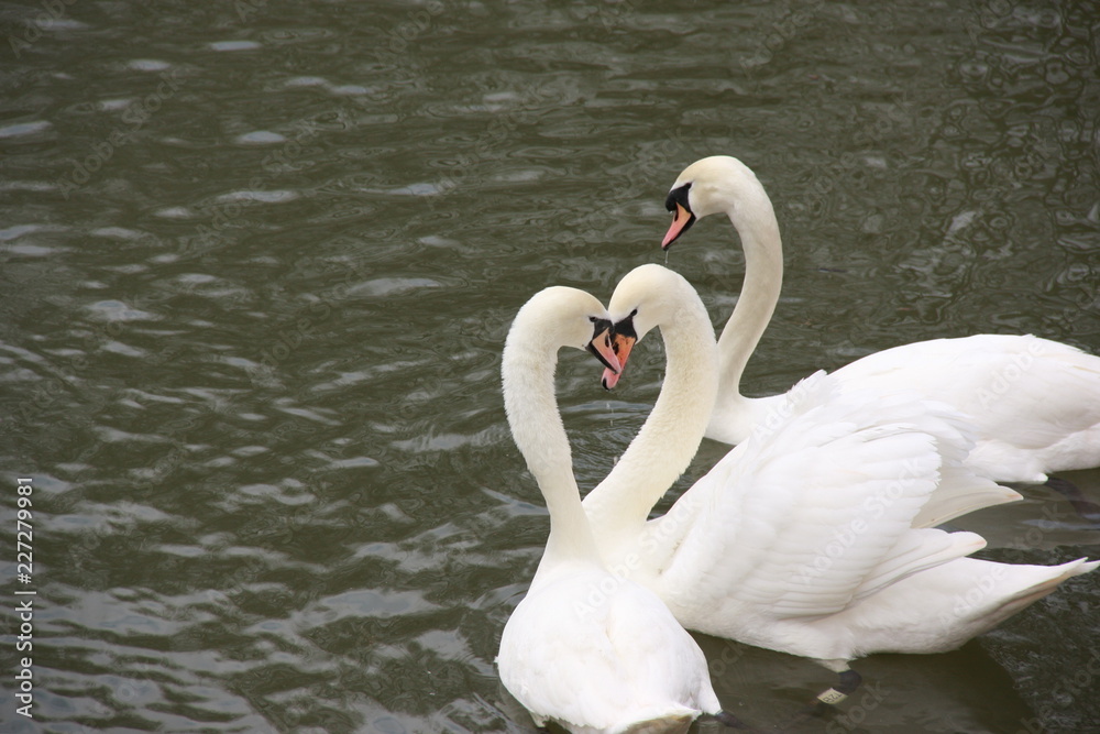 Fototapeta premium swan on lake