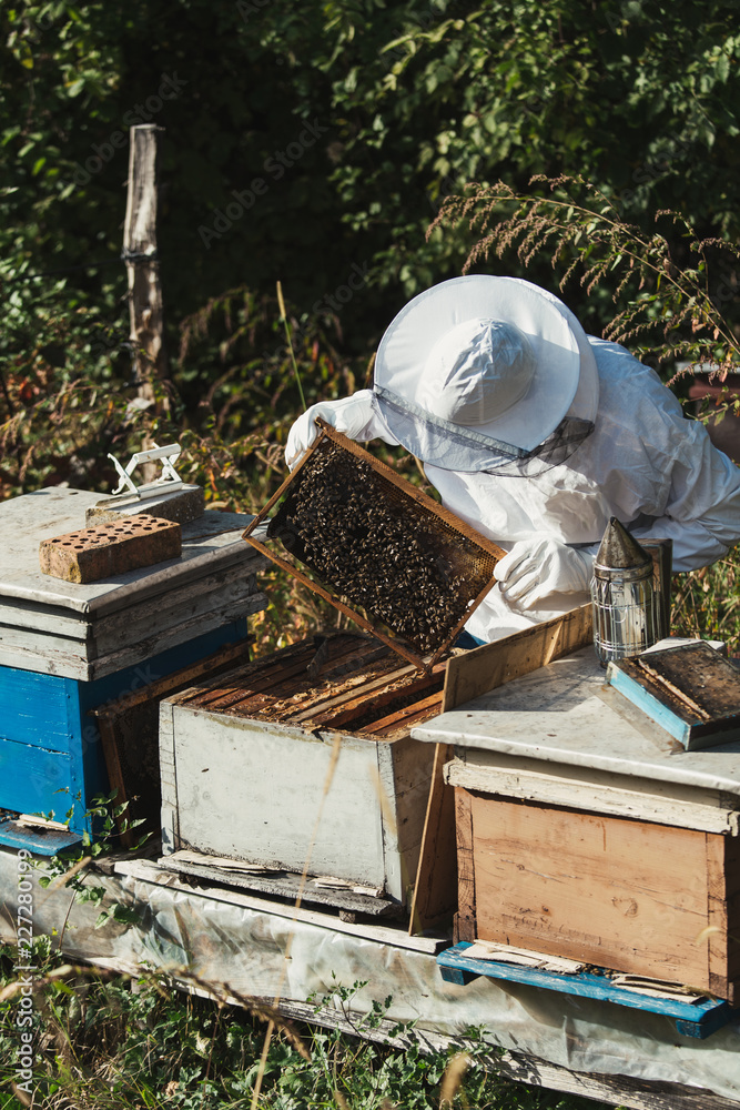 Male beekeeper in protective suite working with beehives and collecting honey. Beekeeping concept. Male beekeeper in protective suite working with beehives and collecting honey. Beekeeping concept.
