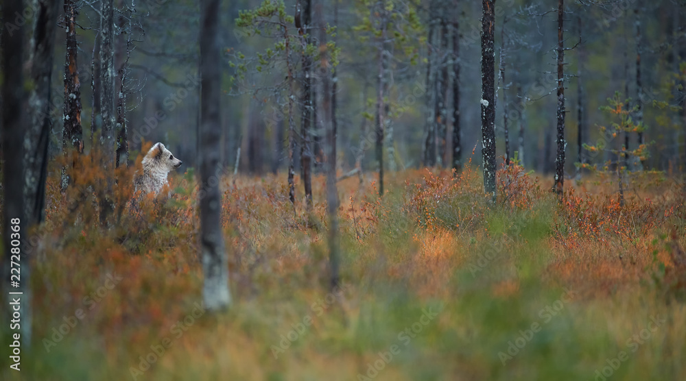Alone Brown Bear cub, Ursus arctos, almost white, standing in red autumn grass, carefully monitors surroundings in colorful, autumn taiga forest. Taiga landscape with brown bear, Russia. Alone Brown Bear cub, Ursus arctos, almost white, standing in red autumn grass, carefully monitors surroundings in colorful, autumn taiga forest. Taiga landscape with brown bear, Russia.