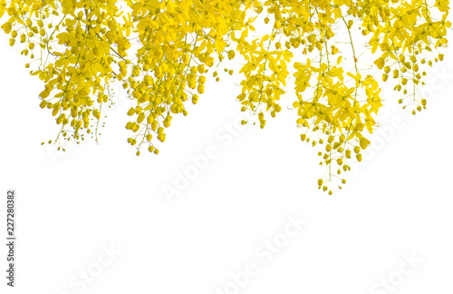 Cassia fistula isolated on white background with clipping path. photo