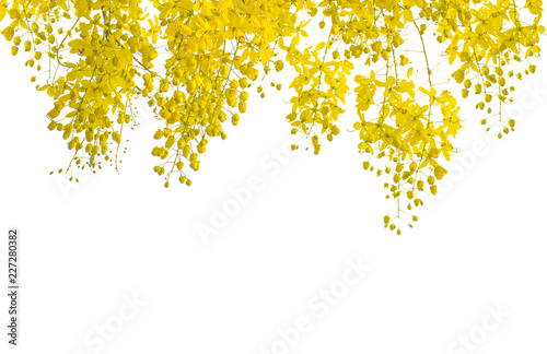 Fényképezés Cassia fistula isolated on white background with clipping path.