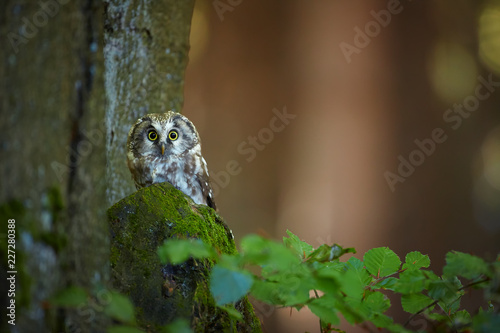 Close up boreal owl  Aegolius funereus  small  nocturnal owl  known as Tengmalm s owl  sitting on the old beech tree in the mountains forest of czech highland. Shy owl in the forest. Europe.