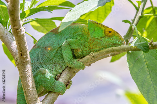 Female green Chameleon in Madagascar  green chameleons animal wildlife  wild animals in Madagascar. Holiday travel tour in Andasibe  Isalo  Masoala  Marojejy National parks. Chameleons.