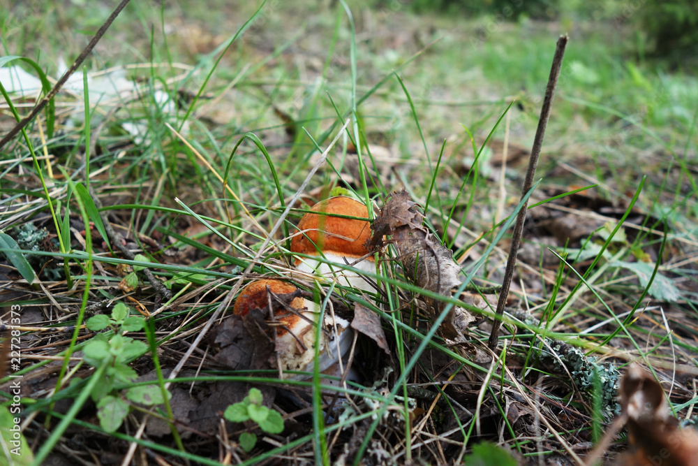 hiding porcini mushrooms hiding porcini mushrooms