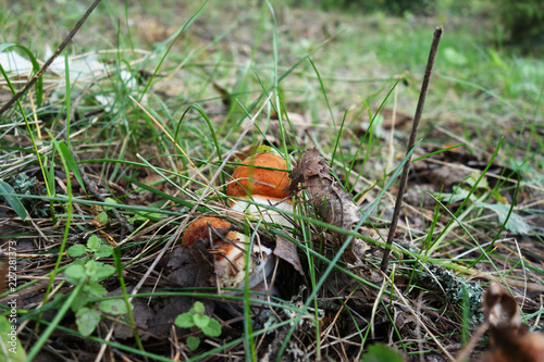  hiding porcini mushrooms 