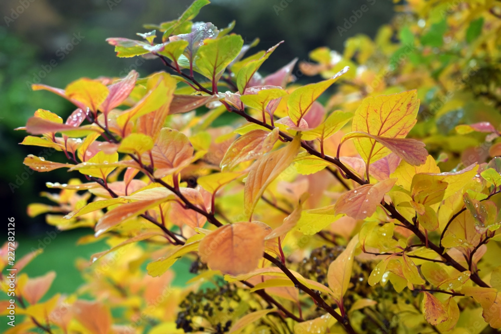 Bright colorful branches of bushes. Autumn time. Autumn in the park Bright colorful branches of bushes. Autumn time. Autumn in the park