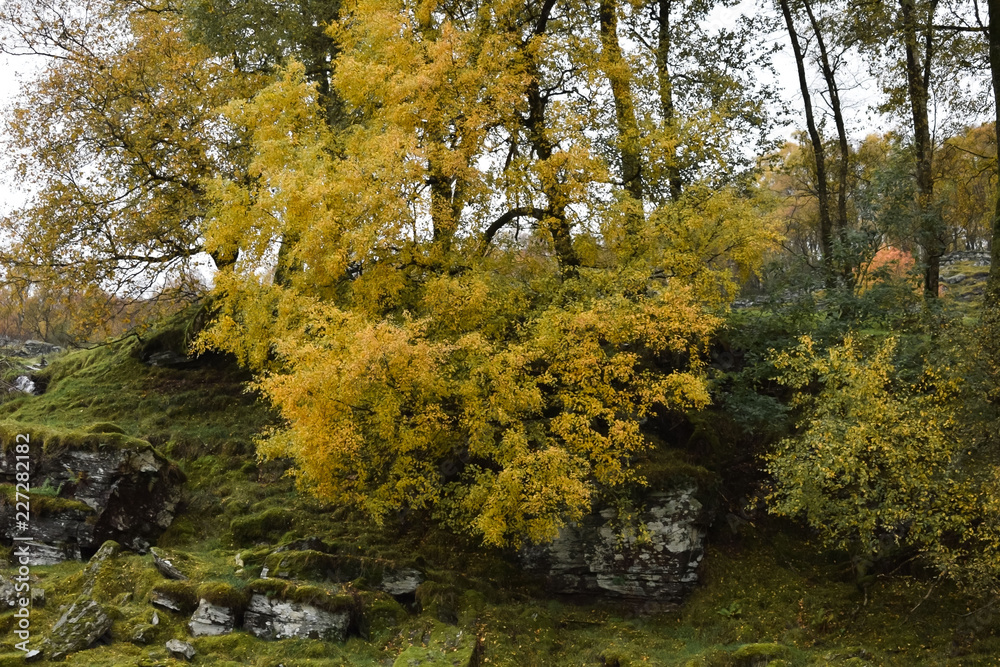 Fototapeta premium Colorful autumn landscape in a mountain village. Rogaland. Travel to Norway. Europe.