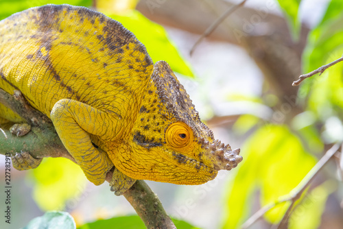 Chameleon in Madagascar, green chameleons animal wildlife, wild animals in Madagascar. Holiday travel tour in Andasibe, Isalo, Masoala, Marojejy National parks. Chameleons.
