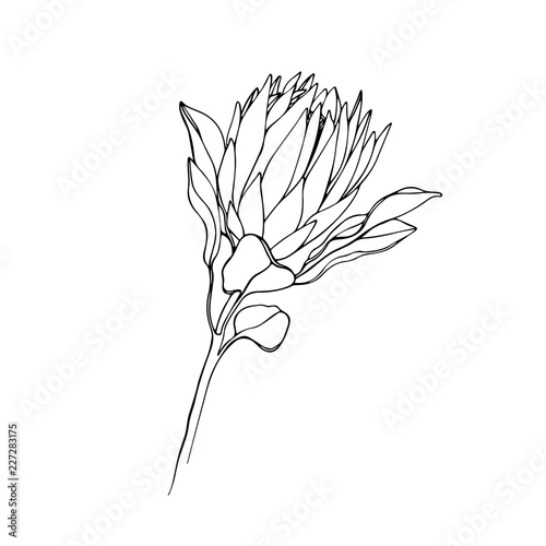 Protea isolated on a white background, Protea flowers lineart, Protea Minimal, Black and white Protea, Protea Wedding, Australian native plants, King protea, Protea flower, Australian Native Flora photo