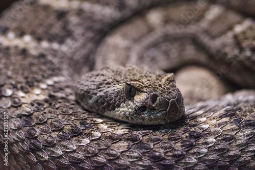 Closeup of a western diamondback rattlesnake