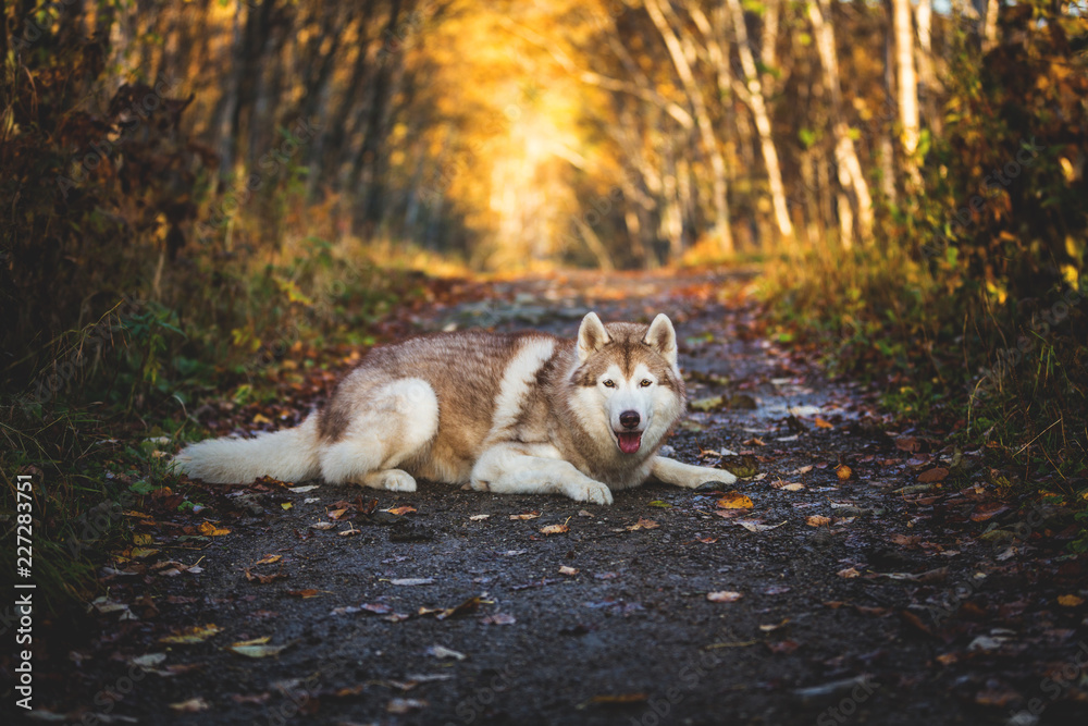 Portrait of gorgeous Siberian Husky dog lying in the bright enchanting golden fall forest