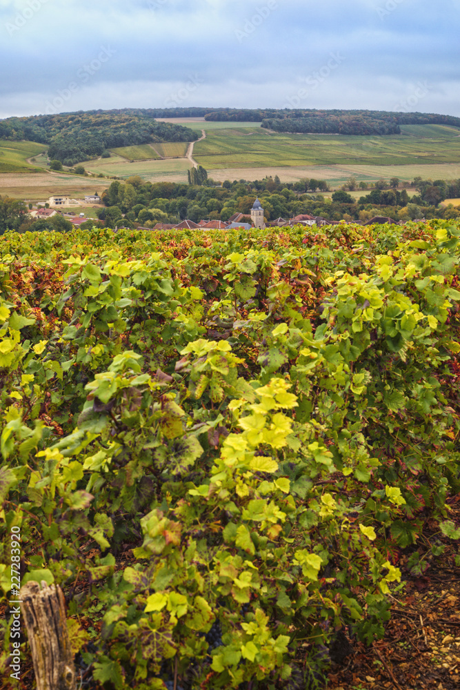 Champagne vineyards near Meurville, France