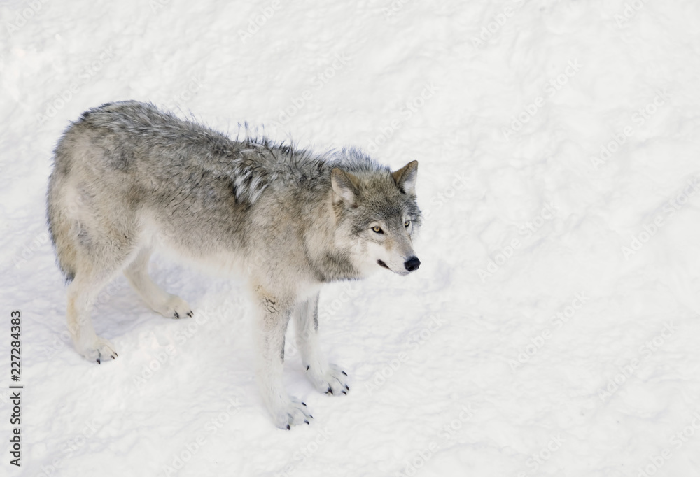 A lone Timber wolf or Grey Wolf (Canis lupus) standing in the winter snow in Canada A lone Timber wolf or Grey Wolf (Canis lupus) standing in the winter snow in Canada