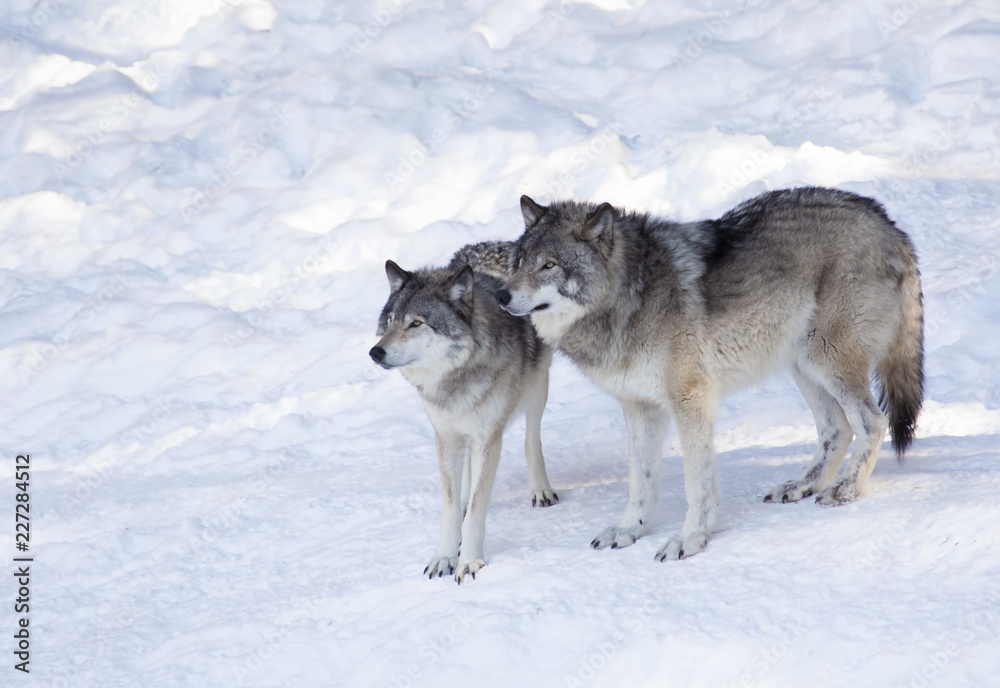 Fototapeta premium Two Timber wolves or grey wolves (Canis lupus) standing in the snow in Canada