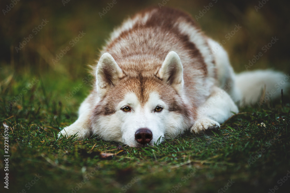 Close-up Portrait of wistful siberian Husky dog lying is on the ground in the fall forest at sunset