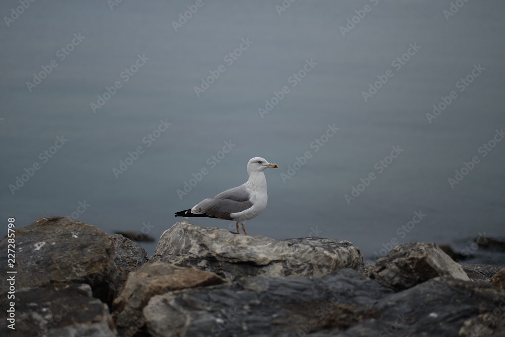 04.04.2017 birds cat seagull duck light rock dog outdoor 04.04.2017 birds cat seagull duck light rock dog outdoor