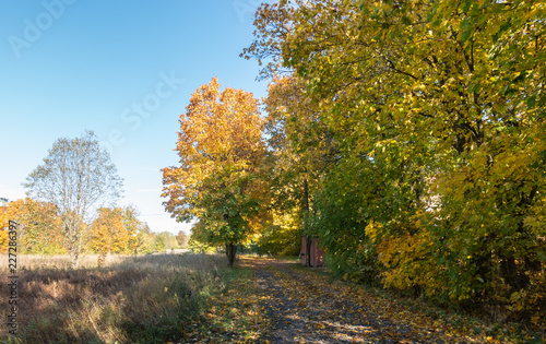 autumn path at contyside