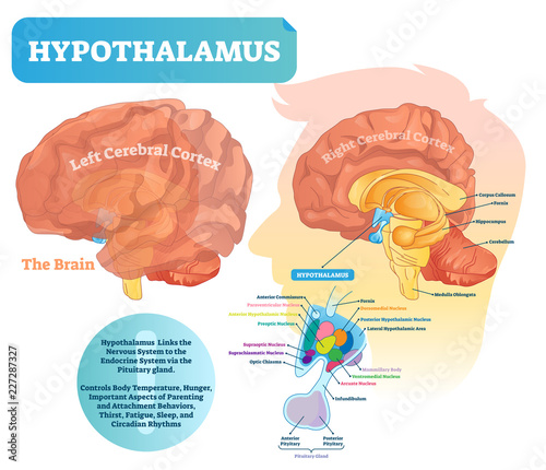 Hypothalamus vector illustration. Labeled diagram with brain part structure