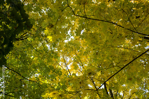Deciduous forest at autumn. Beautiful maple trees. Golden fall.