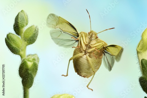 Green shield bug (Palomena prasina), in flight, on buds of Snapdragon (Antirrhinum), Germany, Europe photo
