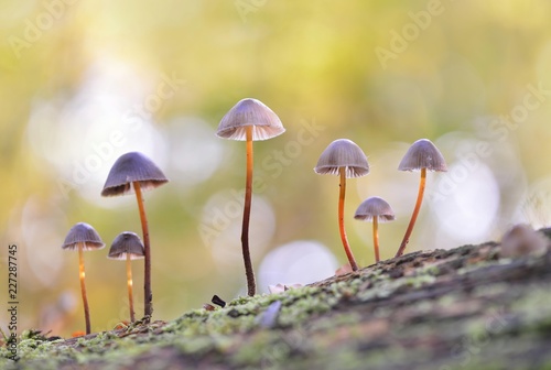 Bonnets (Mycena) growing on deadwood, alluvial forest, Saxony, Germany, Europe photo