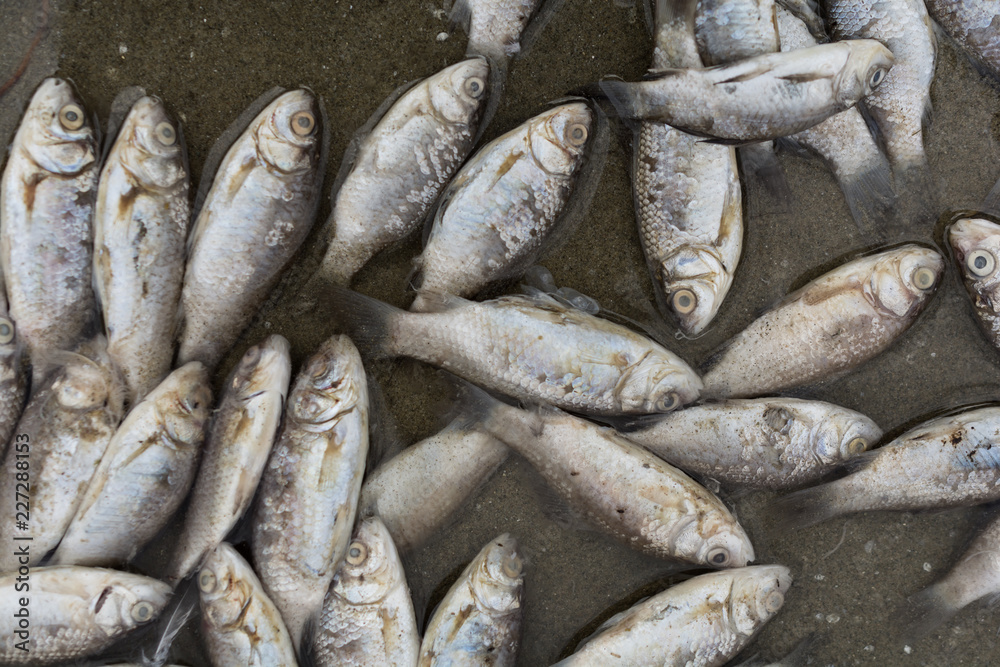Fototapeta premium Dead fish at the river.Close up shoot