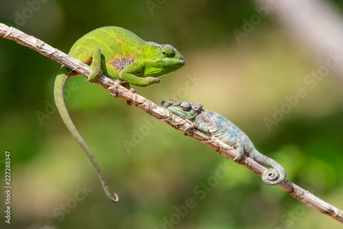 Defensive Chameleon in Madagascar, green chameleons ready to fight animal wildlife, wild animals in Madagascar. Holiday travel tour in Andasibe, Isalo, Masoala, Marojejy National parks. Chameleons.