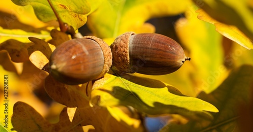 Autumn background, oak acorns and colorful leaves.