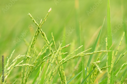 close up the Green rice in the field rice background