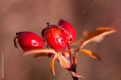 Red rosehip, Fructus cynosbati suitable for vitamin tea, colorful background. photo
