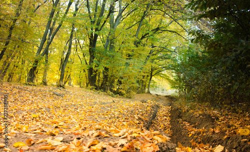 Autumn Alley inside the Forest