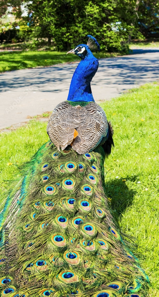 Fototapeta premium Mężczyzna Peacock spaceru po ogrodzie w słoneczny wiosenny dzień.