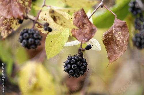 Ripe berries of Eleutherococcus sessiliflorus or Acanthopanax sessiliflorus photo