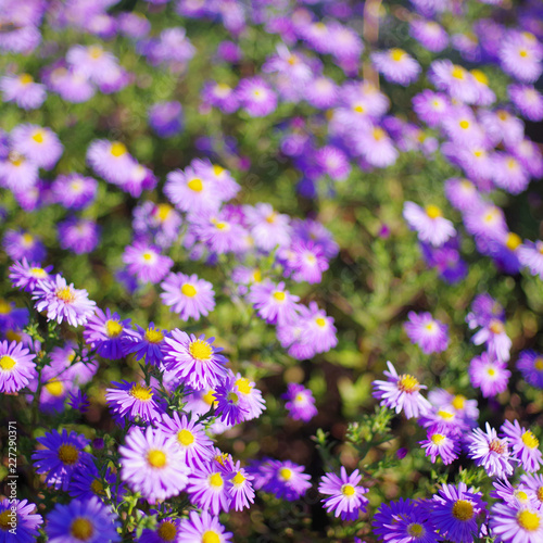 Lilac autumn flowers, soft focus. Bright autumn flower background. Purple Aster bloom, blue flowers