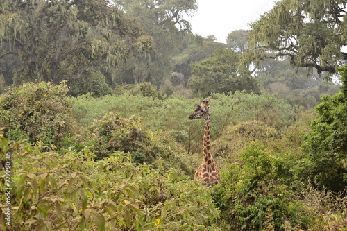 Giraffe im Grünen photo