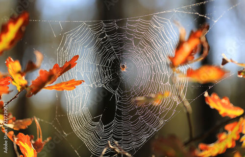 web in autumn forest