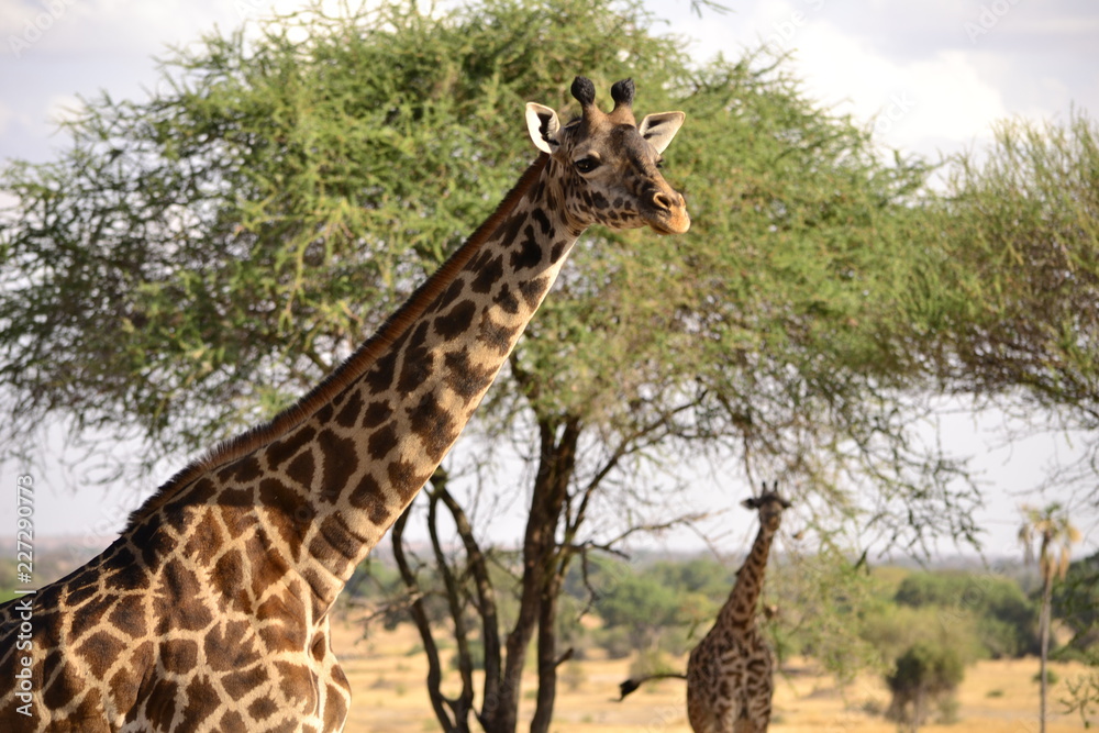 Obraz premium Giraffe - Afrika 