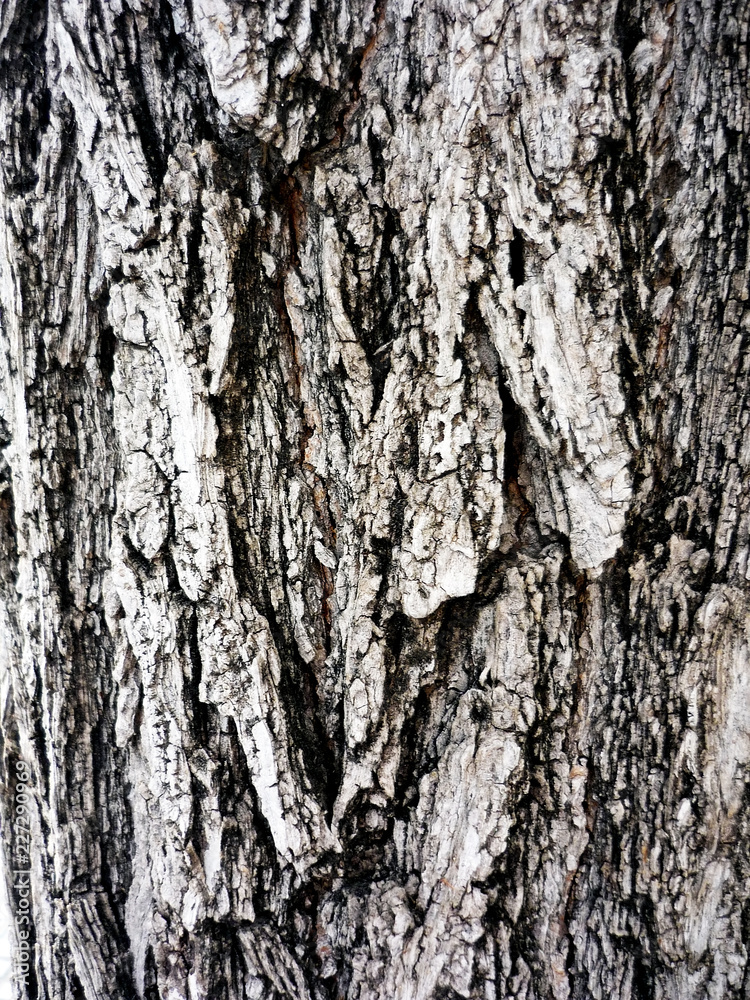 detalle de corteza de arbol en el jardín del parque detalle de corteza de arbol en el jardín del parque