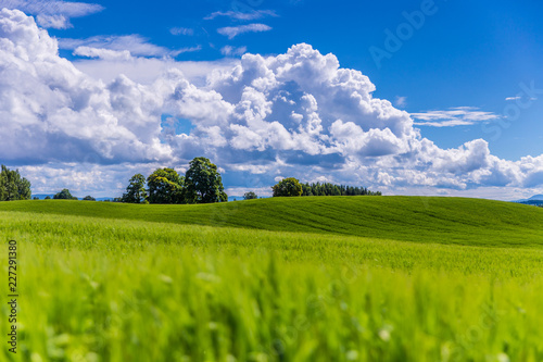 Wiesenlandschaft und blauer Himmel