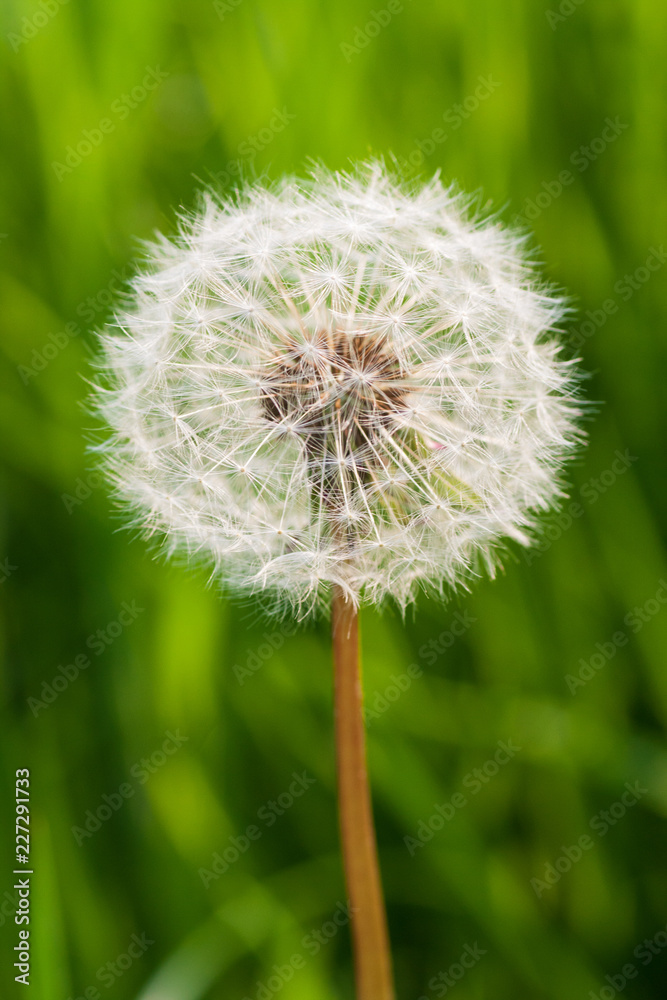 Fototapeta premium Löwenzahn Nahaufnahme