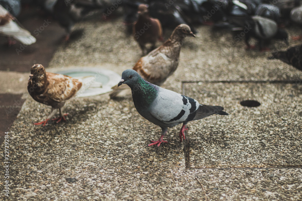 Obraz premium pigeon on the ground