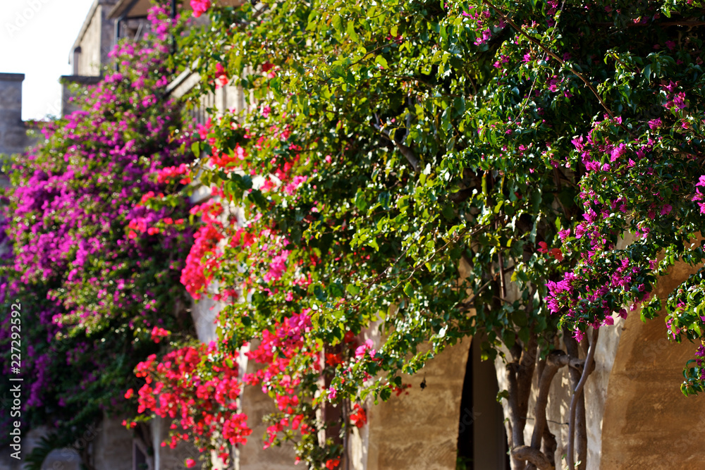 flowers in the garden