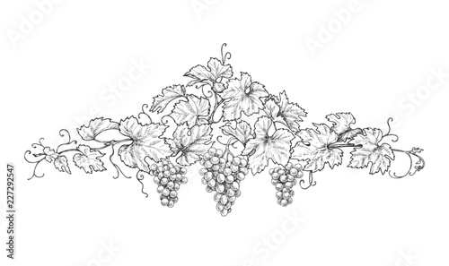 Hand Drawn Decoration with Grape Branches