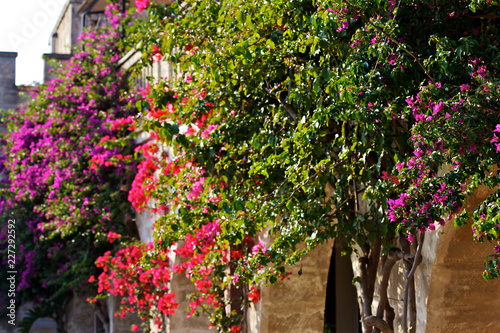 flowers in the garden