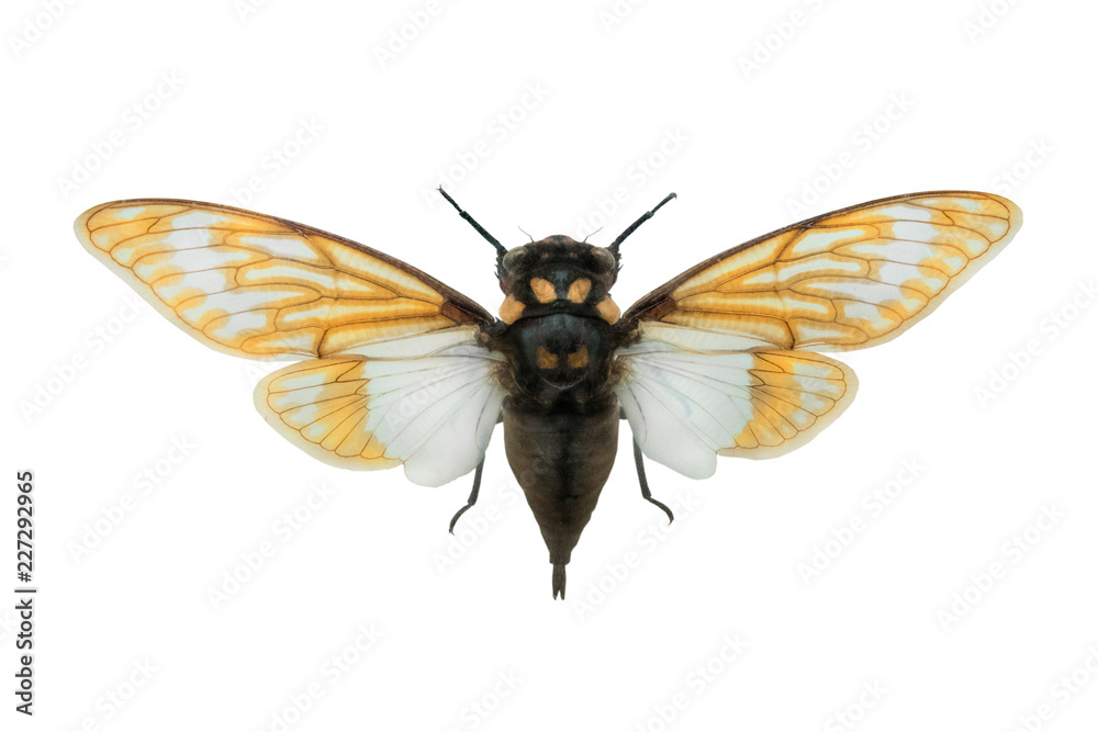 butterfly Tosena spiendida isolated butterfly Tosena spiendida isolated