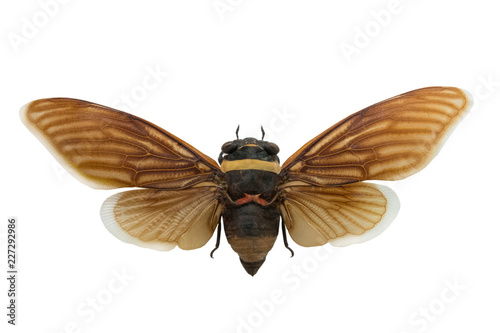 butterfly tacua speciosa isolated