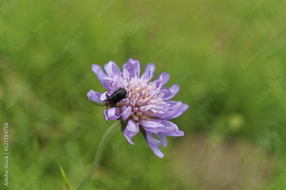 Fototapeta premium Clover Blossom with Beetle