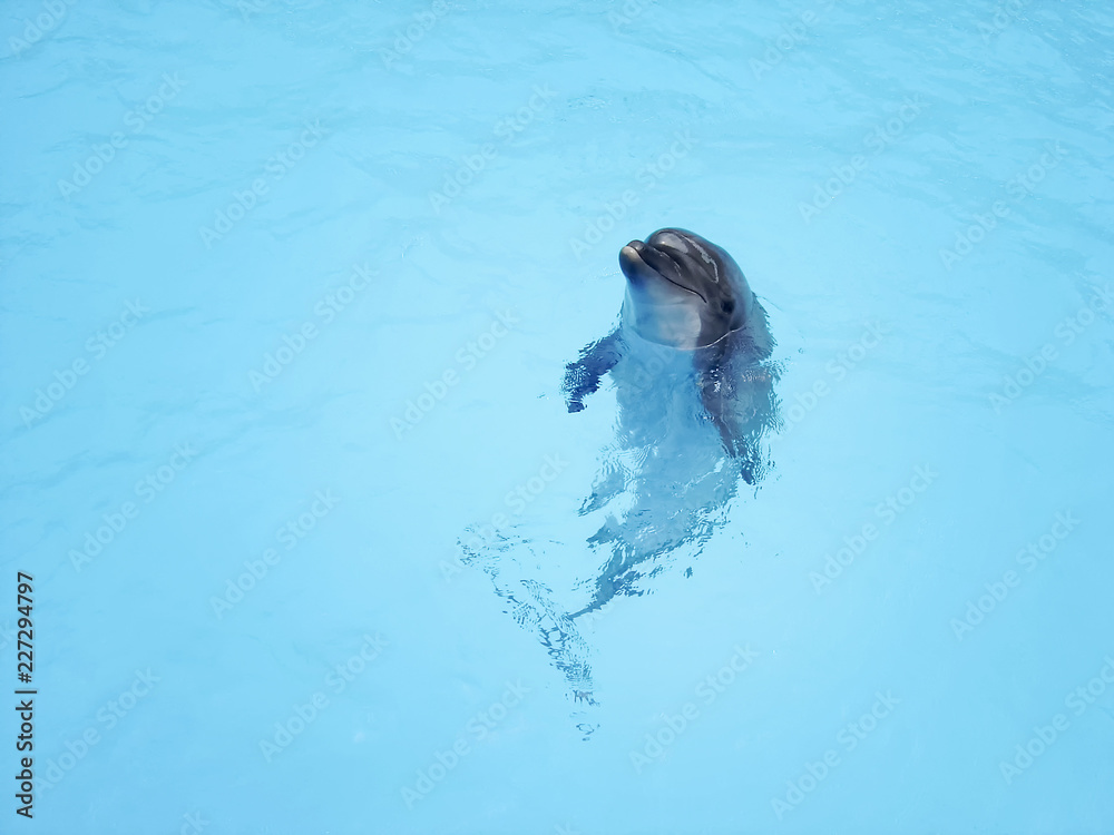 Obraz premium Beautiful dolphin in the blue water. Copy space. Animals