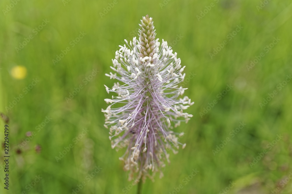Grass Grass